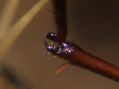 Pegesimallus aulicus