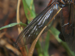 Pegesimallus aulicus