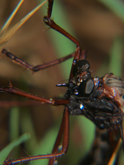 Pegesimallus aulicus