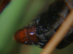 Pegesimallus aulicus
