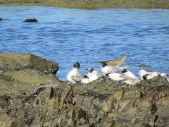 Sterna hirundo hirundo