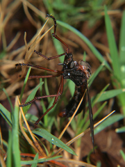 Pegesimallus aulicus