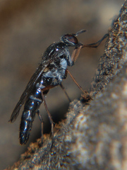 Schoutedenomyia antennata