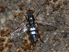 Schoutedenomyia antennata
