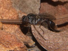 Schoutedenomyia