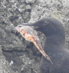 Chitonotus pugetensis