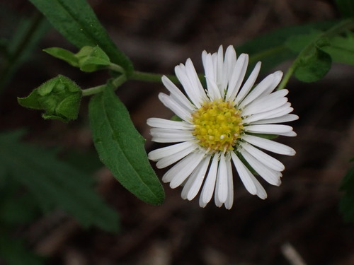 Calotis dentex R.Br.