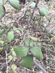 Rubus ulmifolius