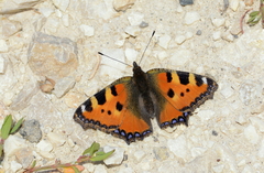 Aglais urticae urticae