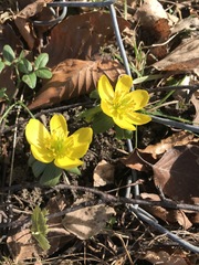Eranthis