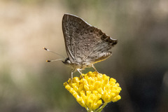 Paralucia pyrodiscus lucida