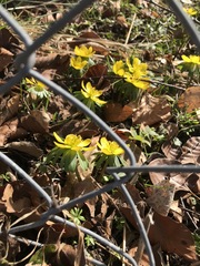 Eranthis
