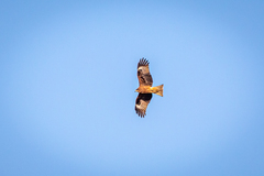 Milvus migrans lineatus