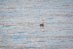 Podiceps cristatus