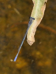 Pseudagrion draconis