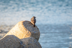 Monticola solitarius philippensis