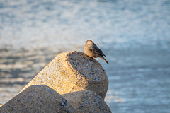 Monticola solitarius philippensis