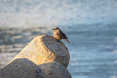 Monticola solitarius philippensis