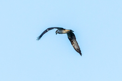 Pandion haliaetus haliaetus