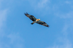 Pandion haliaetus haliaetus