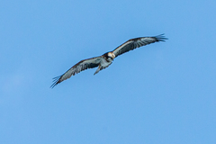 Pandion haliaetus haliaetus