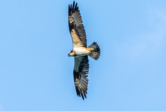 Pandion haliaetus haliaetus