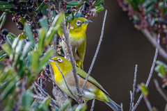 Zosterops japonicus japonicus