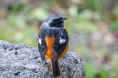 Phoenicurus auroreus auroreus