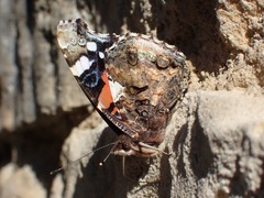 Vanessa atalanta atalanta