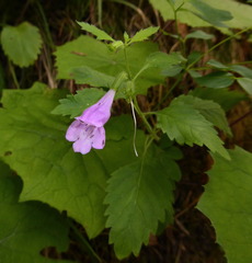 Clinopodium grandiflorum