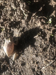 Eleutherodactylus coqui