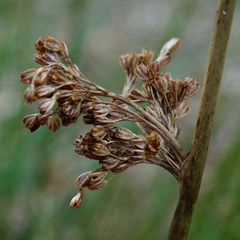 Juncus effusus effusus