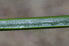 Juncus effusus effusus