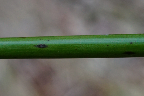 Juncus effusus