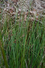 Juncus effusus effusus