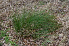 Juncus effusus effusus