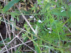 Vicia floridana