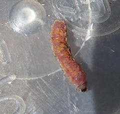 Lepidoptera