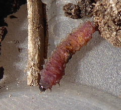 Lepidoptera