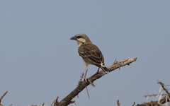 Plocepasser donaldsoni