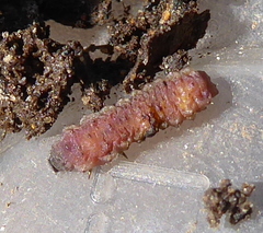 Lepidoptera
