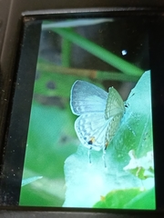 Catochrysops panormus exiguus
