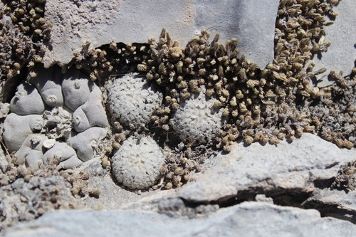 Turbinicarpus valdezianus