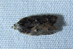 Acleris fuscana