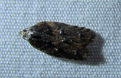Acleris fuscana
