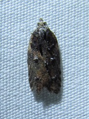 Acleris fuscana