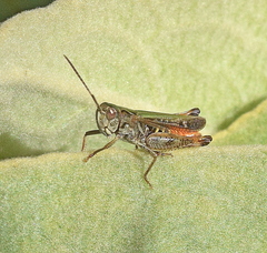 Omocestus haemorrhoidalis