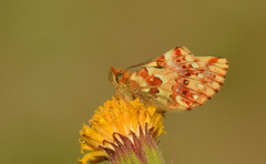 Boloria graeca