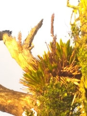 Vriesea macrostachya