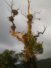 Vriesea macrostachya